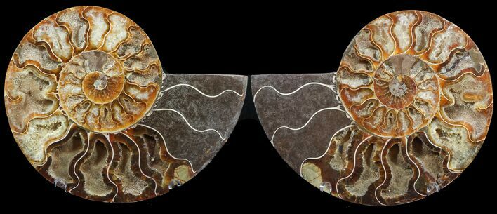 Cut & Polished Ammonite Fossil - Agatized #47718